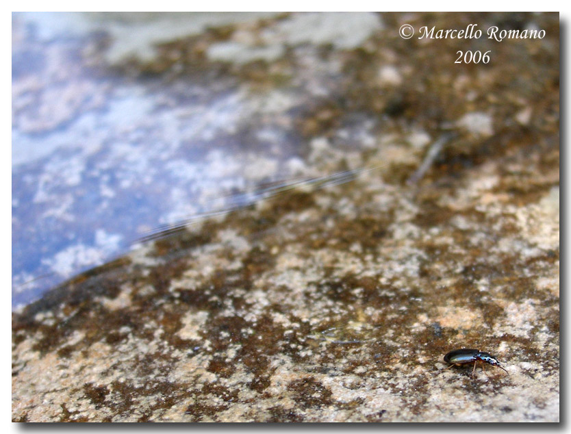 Ancora un piccolissimo Carabidae da Segesta (TP)